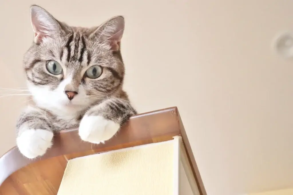 シニアが考える「世界猫の日」の意義と過ごし方：愛猫家の新たな視点