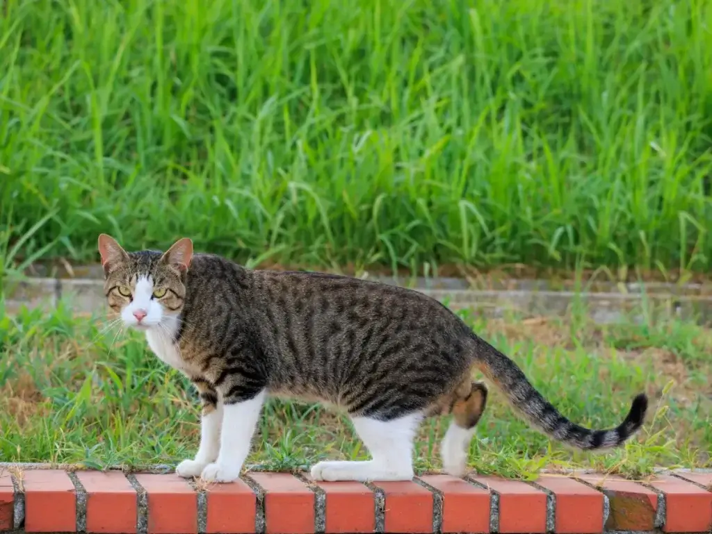 群馬県大泉町の「マイニャンバー制度」導入に対するシニアの反応と考察