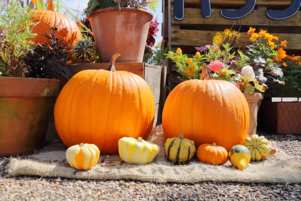 ハッピーハロウィン2025、シニアの反応は？静かに季節を楽しむ新しいかたち